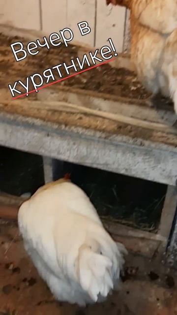 Ещё не ночь! #курынесушки #chick #куры #курятник смотреть онлайн