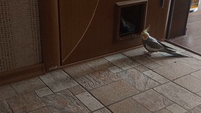 А теперь горбатый (приколы коты и попугаи) 😂😂😂🦜🐱
