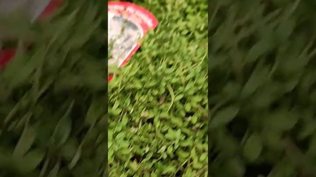 Сьедобные травы, приправы,пряности в голландском садо смотреть онлайн