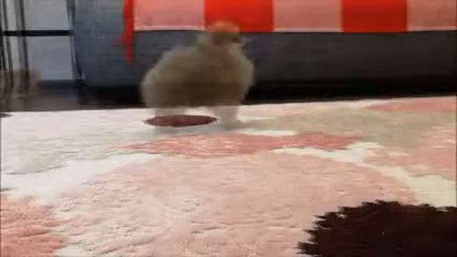 ЛЕДИ смотреть онлайн