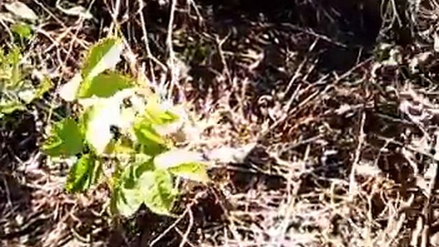 Засуха и саженцы 08.08.18 смотреть онлайн