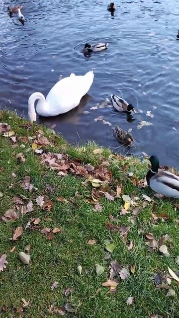 Лебедь и утки плавают в пруду смотреть онлайн