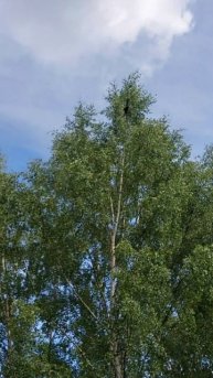 рой пчел на берёзе