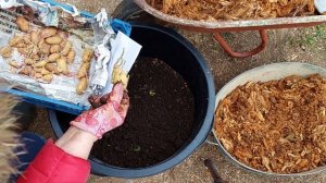 Опыт двух лет за 7 минут / Картофель из семян