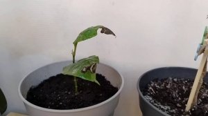 Магнолия на балконе #магнолия #магнолиянабалконе #сад