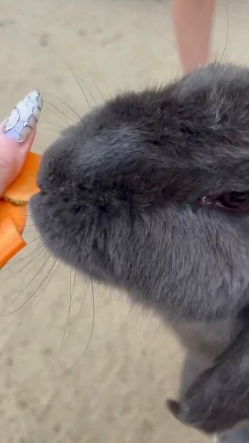 Парк альпак в Белом колодце. Воронеж #альпака #воронеж смотреть онлайн