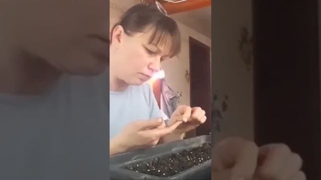 Посев болгарского перца #перецболгарский #посеврасса?