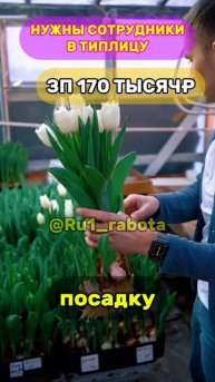 Срочно нужны сотрудники на посадку Тюльпанов в тепли?