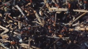 СРОЧНО ДАЙТЕ МУРАВЬЯМ САХАР! Муравьи Уйдут Раз и Навсегда!