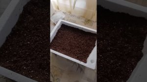 Лавр из семян