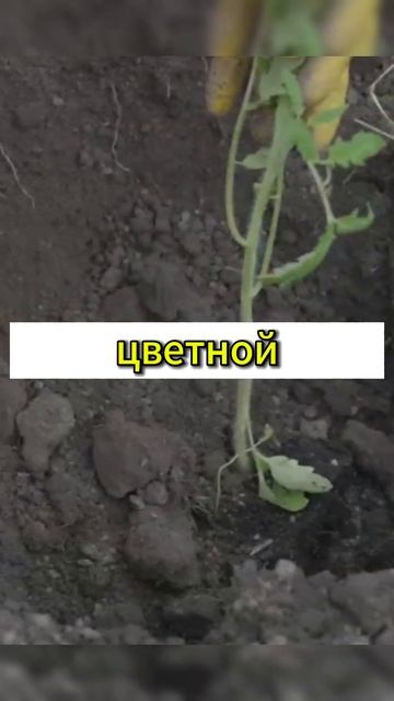 19 и 20 мая 2024. Лунный пoceвнoй кaлeндapь. #благоприятныедни #