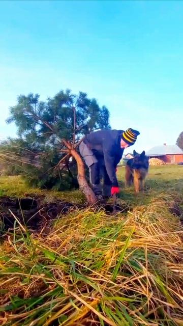 Зміна місця проживання: епічна пересадка дерева смотреть онлайн