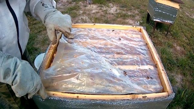 Сколько и до какого числа подкармливать сиропом пчел.# смотреть онлайн