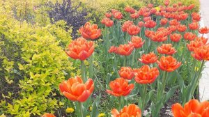 Гуляем в парке