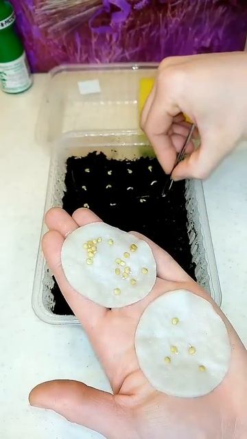 Фитоспорин - от всех недугов рассады 😅 #plants #garden #огоро смотреть онлайн