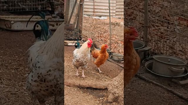 Ждём пополнение цыплят 🐤 Посадили две курицы под выс? смотреть онлайн