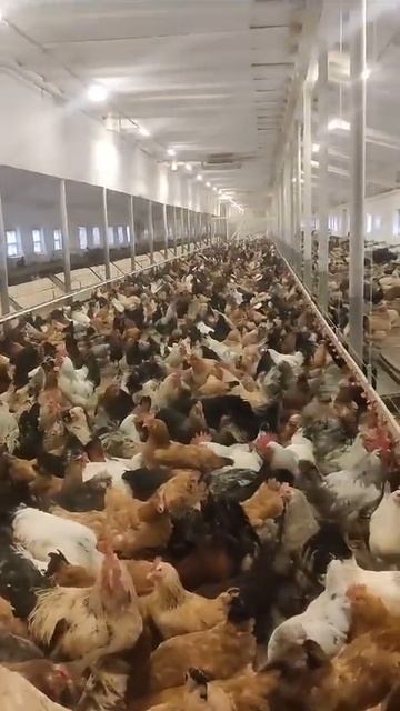 Содержание кур несушек #farming #выгодноехозяйство #chicken
