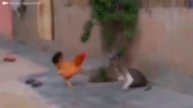 When Animals Messed With The Wrong Opponent !