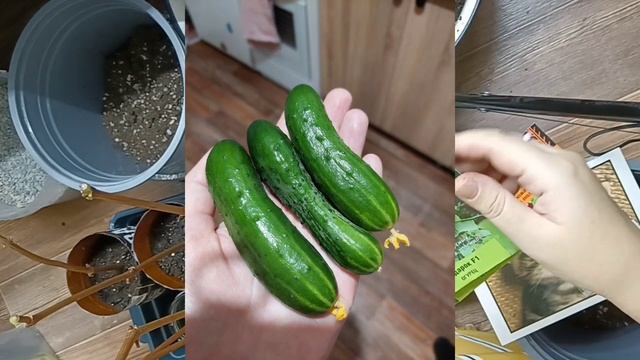 Влог 19 октября. Запускаю домашний огород. Обзор стелла смотреть онлайн