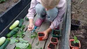 как вырастить сирень из веточки