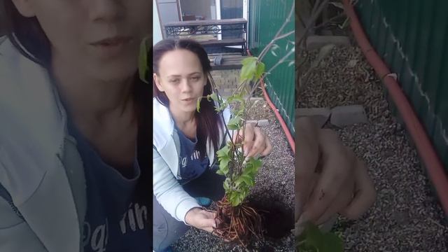 Клематис Руж кардинал. В закрытой корневой системе. По