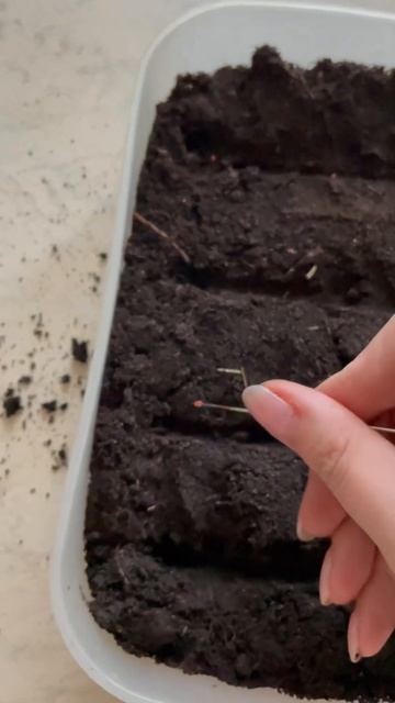 Сею томаты на ранний урожай🍅 смотреть онлайн