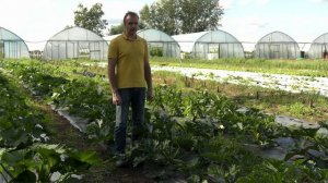 БАРЧУК - РАННИЙ ПРОДУКТИВНЫЙ КАБАЧОК