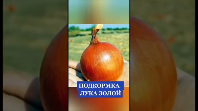 Подкормка лука золой 🧅#подкормкарассады #подкормка #?