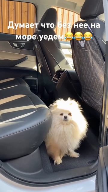  краснодар кубань канекорсо canecorso краснодарскийкрай шпиц