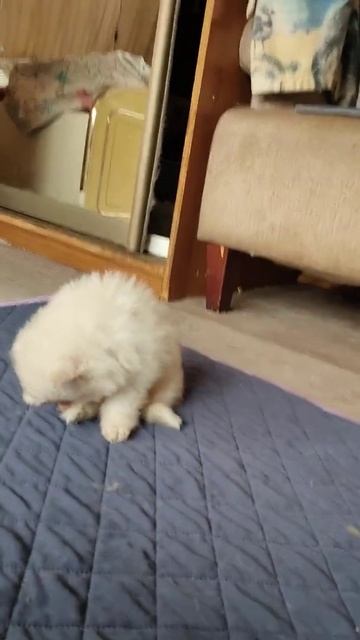 шпиц )) 89672457073 смотреть онлайн