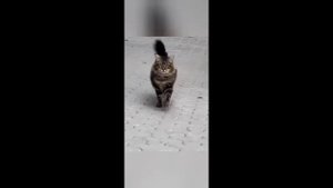 Приколы с животными