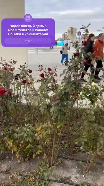 #АНАПА РАЙ В НОЯБРЕ 2024/ РОЗОВОЕ ЧУДО🌹 #море #пляж смотреть онлайн