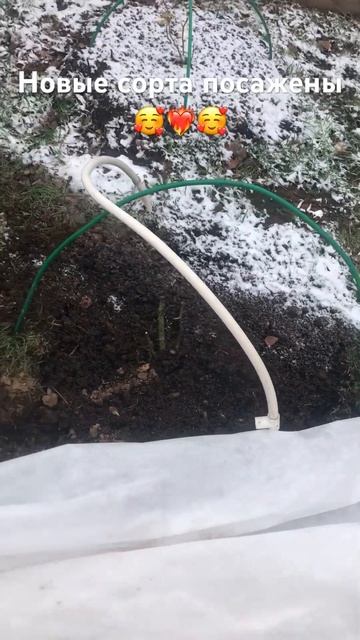 И ещё 4 по другой стороне. Укрыли. Ждём весны настоящей. смотреть онлайн