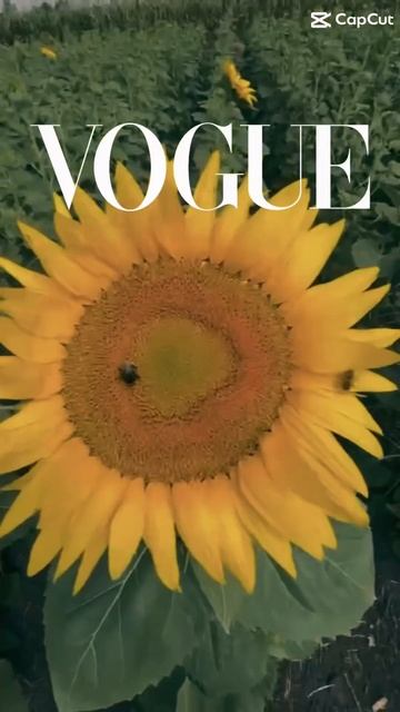 Тренд Vogue от нашей компании !🌻 #подсолнечник #семена #п смотреть онлайн
