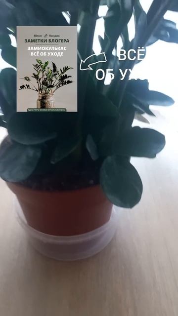 ПОЛИВ замиокулькаса во время адаптации смотреть онлайн