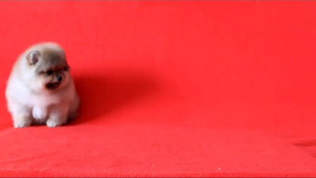 продаётся супер шпиц из питомника РКФ