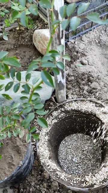 ОСЕННЯЯ ПЕРЕСАДКА РОЗЫ ИЗ ЧЕРЕНКА 🥀💗💗💗 смотреть онлайн