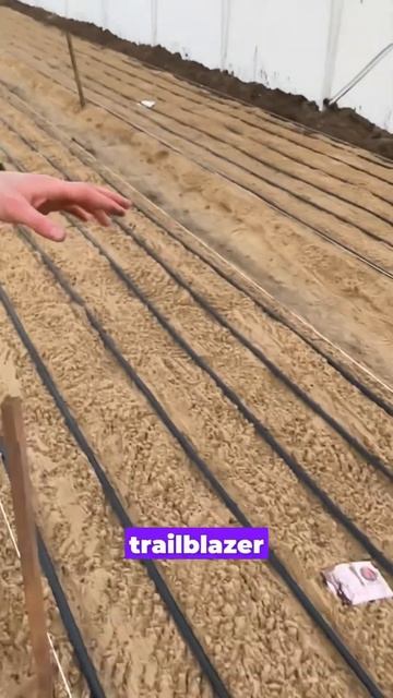 Укоренение луковиц тюльпана часть 2 #тюльпаны #цветы #а смотреть онлайн