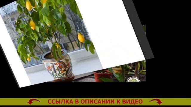 🔵 КАК ПРИВИТЬ И ВЫРАСТИТЬ ЛИМОН В ДОМАШНИХ УСЛОВИЯХ