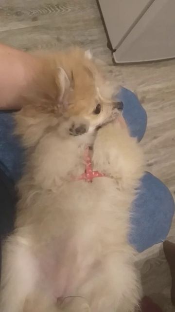 Соня смотреть онлайн