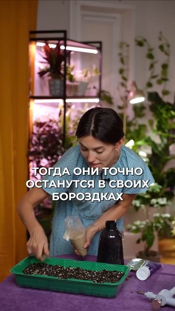 Секреты крепкой рассады эустомы! #растения #уход #садо?