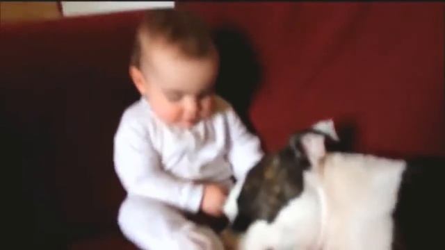 Приколы про собак и детей. Кого бы завести?) смотреть онлайн