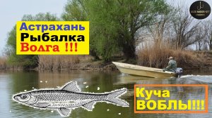 🔥ВОБЛА ДУРОМ КЛЮЁТ на Червя🔥на Волге в Астрахани !!!