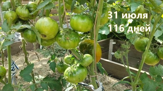 Томат Изумрудный штамбовый. Урожайный крепыш! смотреть онлайн