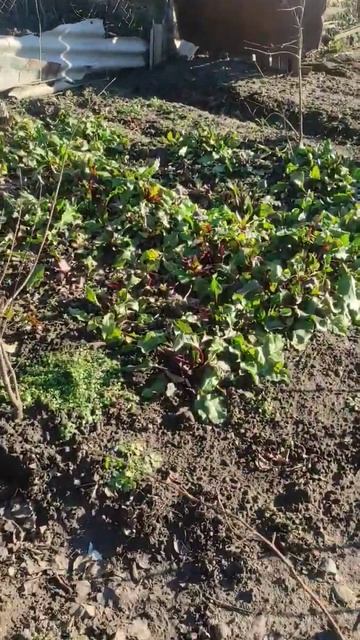 свежая зелень с огорода 1 января 2024 смотреть онлайн