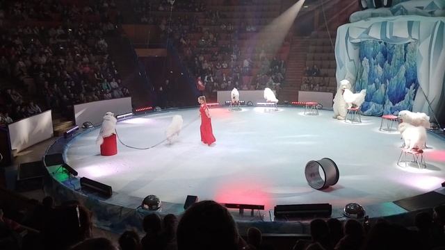 Собачки на льду