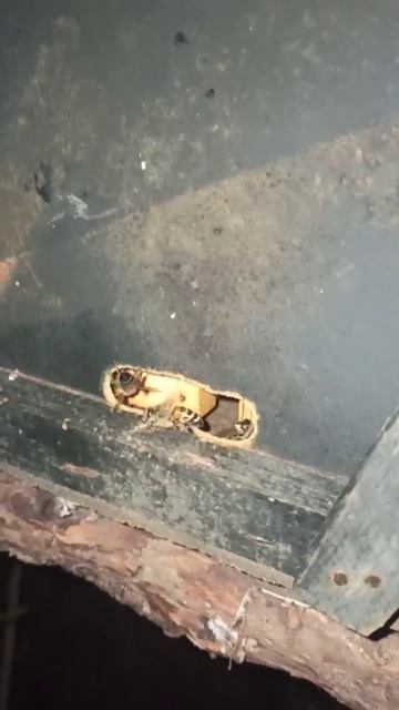 роеловство