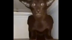 Миша, ты что пукнул? 1 час