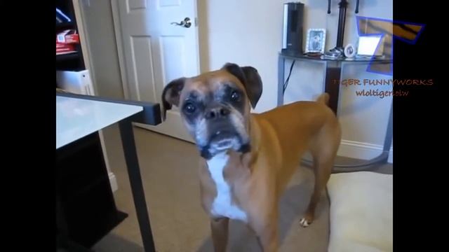 Прикольные собаки очень хотят гулять! Funny dogs can't wait to go for a walk смотреть онлайн