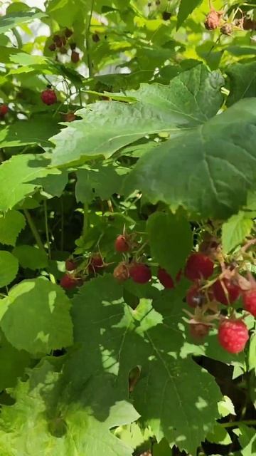 Урожай малины. #shorts #shortvideo #дача #малина #огород #урожай смотреть онлайн